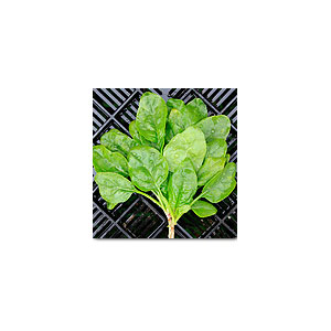 Organic Non-GMO Butterflay Spinach