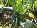 Organic Non-GMO Zucchini Dark Green