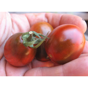Organic Non-GMO Black Plum Tomato 1g