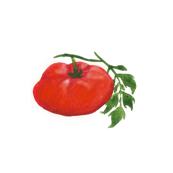 Organic Non-GMO Tiffen Mennonite Tomato
