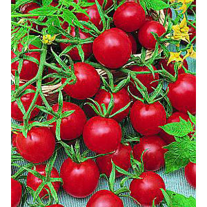 Organic Non-GMO Tiny Tim Cherry Tomato