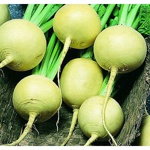 Organic Non-GMO Golden Globe Turnip