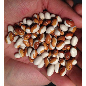 Organic Non-GMO Yellow Eye Bush Beans
