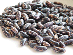 Organic Non-GMO Blue Jay Bush Beans