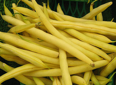 Organic Non-GMO Golden "Pencil Thin" Filet Beans