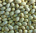 Organic Non-GMO Hutterite Bean