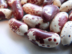 Organic Non-GMO Jacobs Cattle Dry Beans
