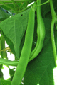 Organic Non-GMO Kentucky Pole Beans