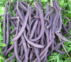 Organic Non-GMO Royalty Purple Bush Beans