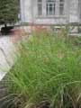 Organic Non-GMO Big Bluestem Grass