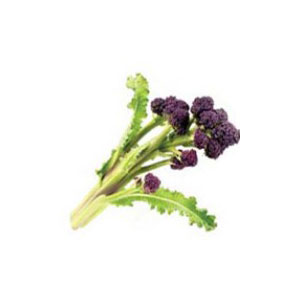 Organic Non-GMO Purple Sprouting Broccoli