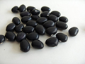 Organic Non-GMO Black Coco Bush Beans