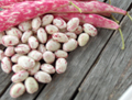 Organic Non-GMO Tongue of Fire Bush Beans