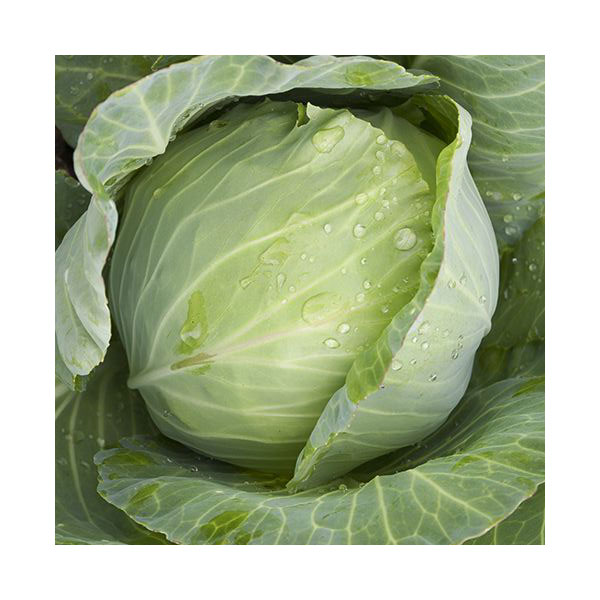 Organic Non-GMO Cabbage Golden Acre