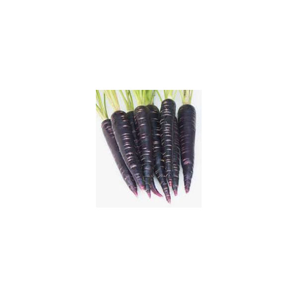 Organic Non GMO Black Nebula Carrot