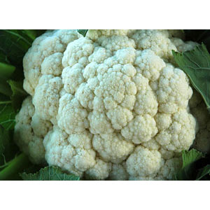 Organic Non-GMO Cauliflower 'Snowball'