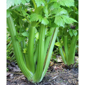 Organic Non-GMO Celery 'Utah'