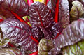 Organic Non-GMO Ruby Red Swiss Chard - Click Image to Close