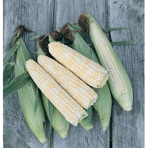 Organic Non-GMO Corn Double Standard