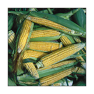 Organic Non-GMO Golden Bantam Corn