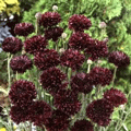 Organic Non-GMO Cornflower Black