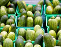 Organic Non-GMO Homemade Pickles Cucumber