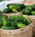 Organic Non-GMO Sumter Pickling Cucumber
