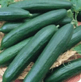 Organic Non-GMO Tendergreen Cucumber