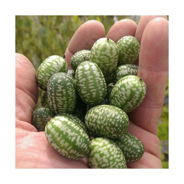 organic Non-GMO Mouse Melon