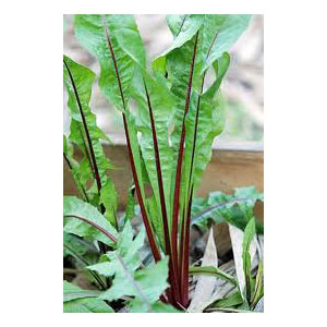 Organic Non-GMO Chicory Red Stemmed Dandelion