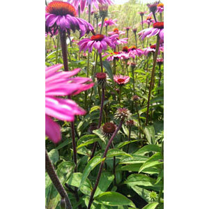 Organic Non-GMO Echinacea purpurea