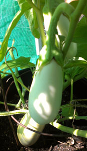 Organic Non-GMO Snowy Eggplant
