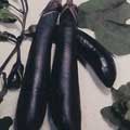 Organic Non-GMO Long Purple Eggplant