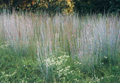 Organic Non-GMO Little Bluestem Grass