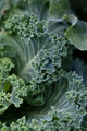 Organic Non-GMO Vates Blue Curled Kale