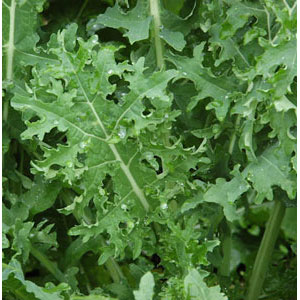Organic Non-GMO White Russian Kale