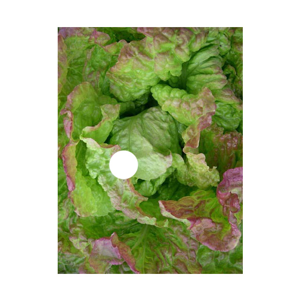 Certified Organic Lettuce "Blushed Butter Oak"