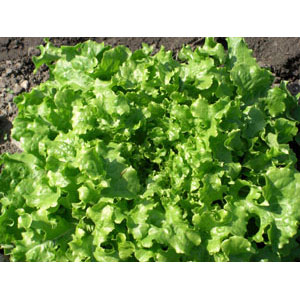 Organic Non-GMO Green Salad Bowl Lettuce
