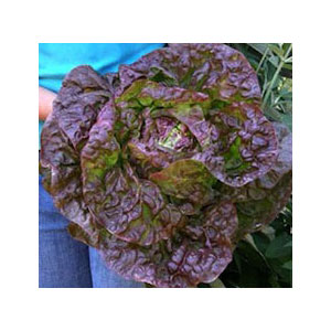 Organic Non-GMO Merveille de Quatre Seasons Lettuce