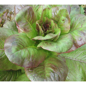 Organic Non-GMO Rouge d'Hiver Lettuce