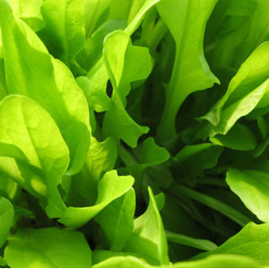 Organic Non-GMO Royal Oakleaf Lettuce