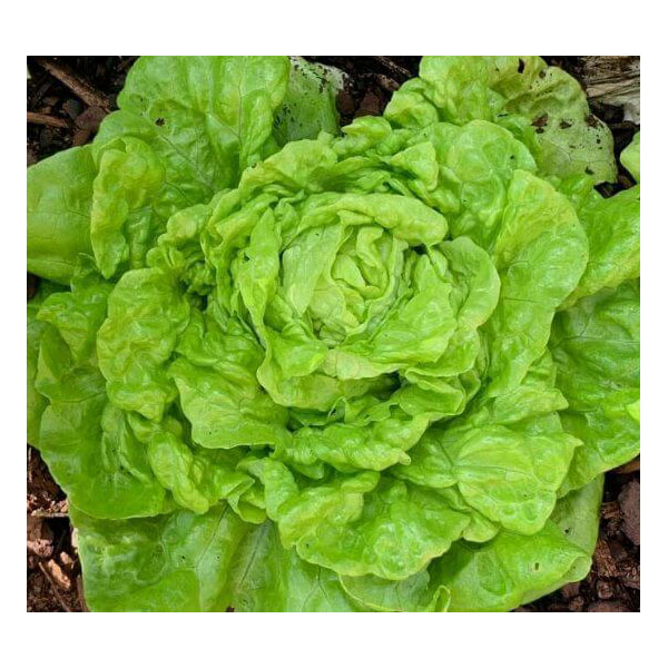 Organic Non-GMO Tom Thumb Lettuce