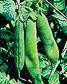 Organic Non-GMO Lincoln Shelling Pea