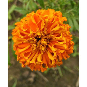 Organic Non-GMO Marigold Dark Orange