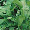 Organic Non-GMO Mustard Tendergreen