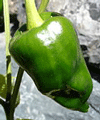 Organic Non-GMO Ancho (Poblano) Mild Hot Pepper