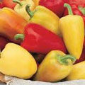 Organic Non-GMO Antohi RomanianSweet Pepper