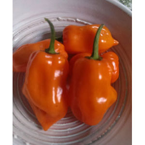 Organic Non-GMO Habanero Orange Hot Pepper