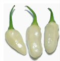 Organic Non-GMO Habanero White Hot Pepper
