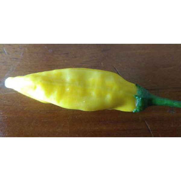 Organic Non-GMO Lemon Drop Pepper